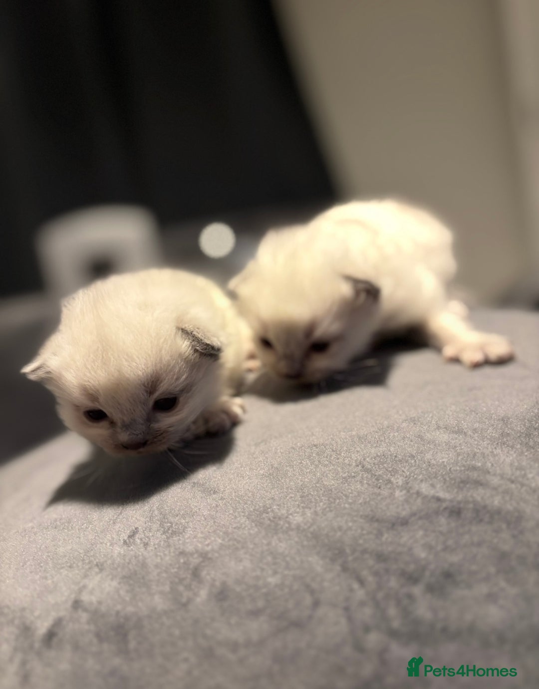 Ragdoll cats for sale: Blue point Ragdoll kittens  - Advert 11