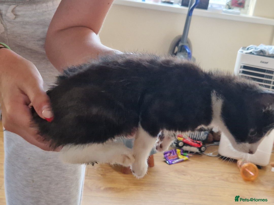 Mixed Breed cats for sale: ready to go - Image 20