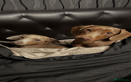 Miniature Dachshund dogs for stud: Ready for Stud  - Image 6
