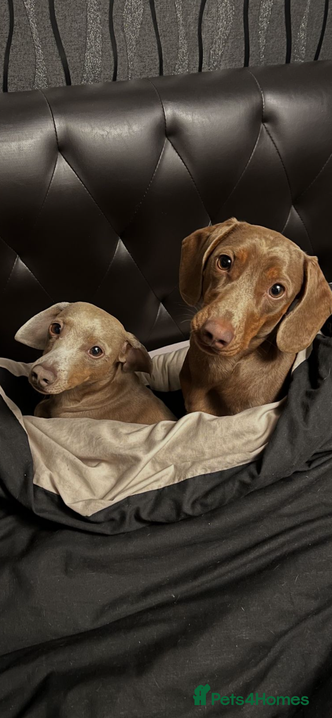 Miniature Dachshund dogs for stud: Ready for Stud  - Image 6