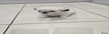 Shih Tzu 5
