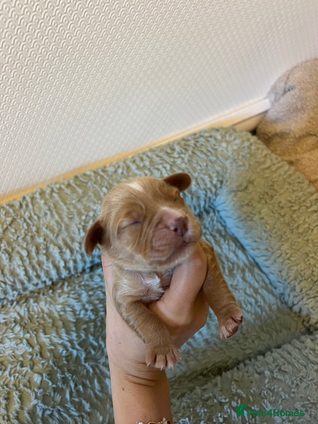 Cocker Spaniel dogs for sale: 🐶Cocker Spaniel Pups Looking for Forever Family🐶 - Image 40