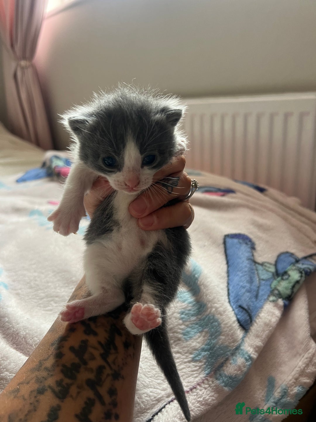 Mixed Breed cats for sale: Adorable fluffy kittens  - Image 2