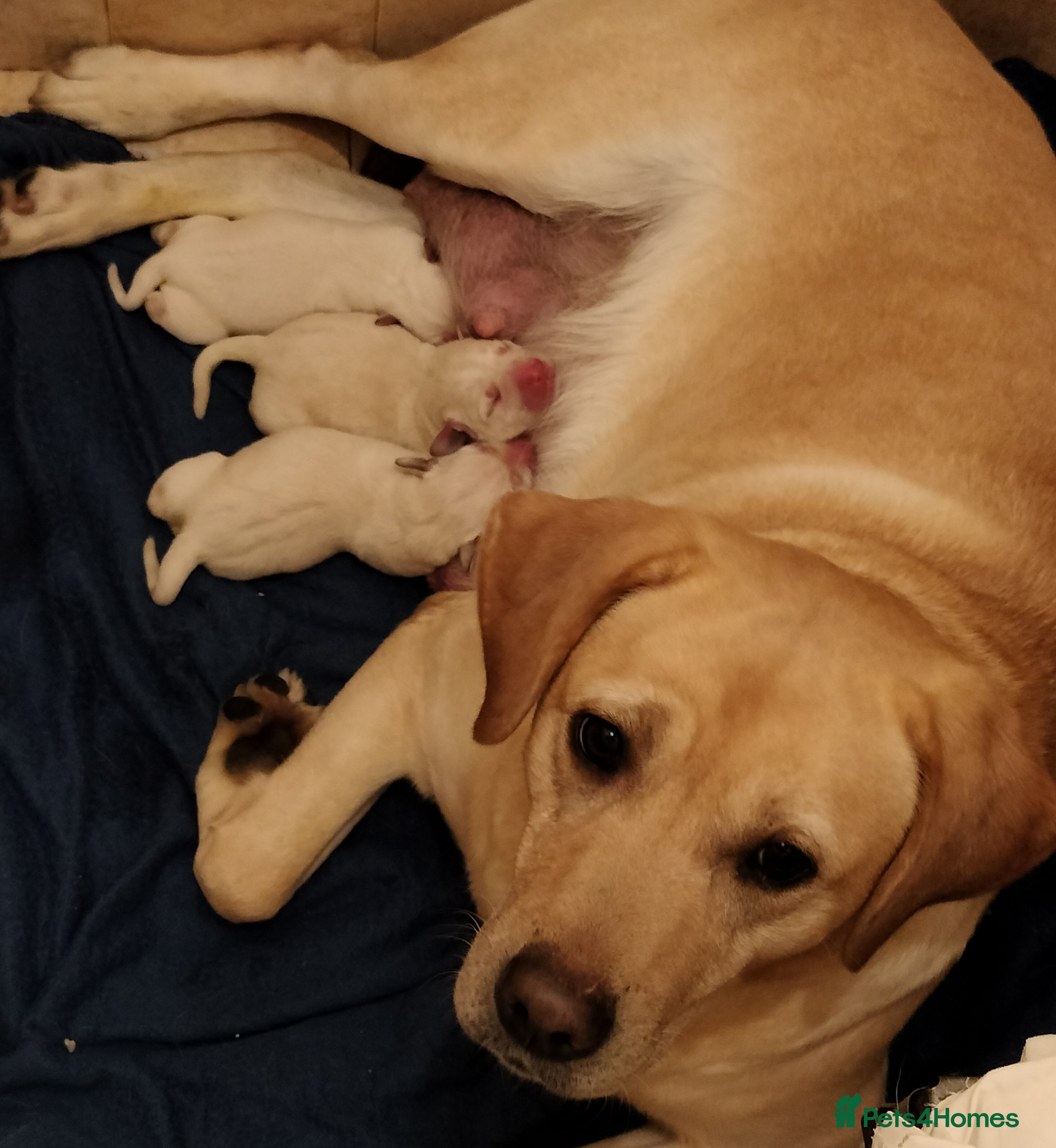 Labrador Retriever dogs  Exclusive SHOW LABRADOR RETRIEVER WHITE/YELLOW  - Advert 6