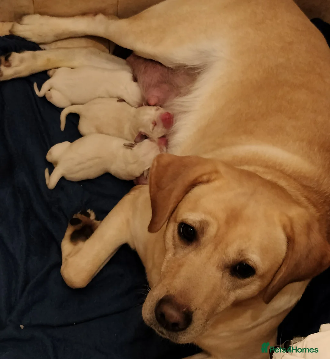 Labrador Retriever dogs for sale:  Exclusive SHOW LABRADOR RETRIEVER WHITE/YELLOW  - Advert 1