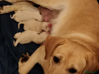 Labrador Retriever dogs Exclusive SHOW LABRADOR RETRIEVER WHITE/YELLOW - Advert 6