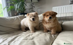 Chow Chow dogs for sale: Chow chow last 1 red female in picture  - Image 17