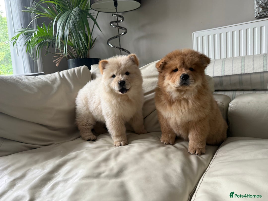 Chow Chow dogs for sale: Chow chow last 1 red female in picture  - Image 17