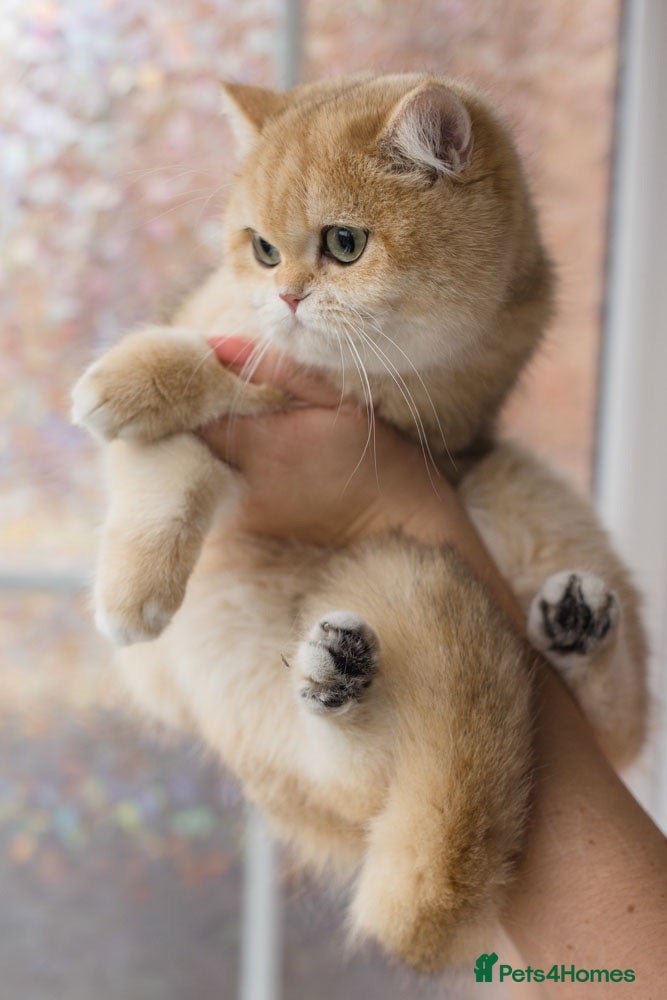 British Shorthair cats Beautiful British Shorthair Golden Female (ny11) - Advert 1