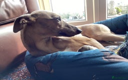 Whippet dogs for stud: PEDIGREE KC REGISTERED WHIPPET AT STUD in Salisbury - Image 9