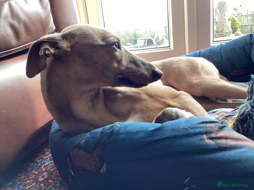Whippet dogs for stud: PEDIGREE KC REGISTERED WHIPPET AT STUD in Salisbury - Image 9