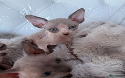 Sphynx cats for sale: canadian sphynx for sale  - Advert 22