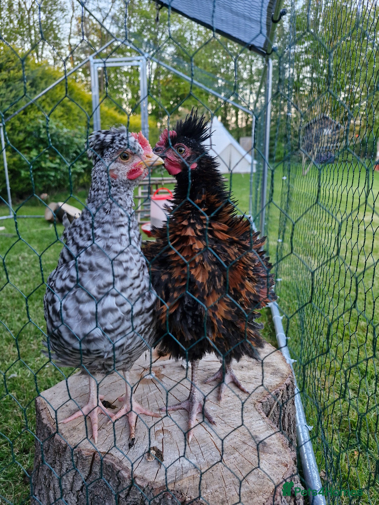 Chickens poultry 2 cockeralls - Advert 1