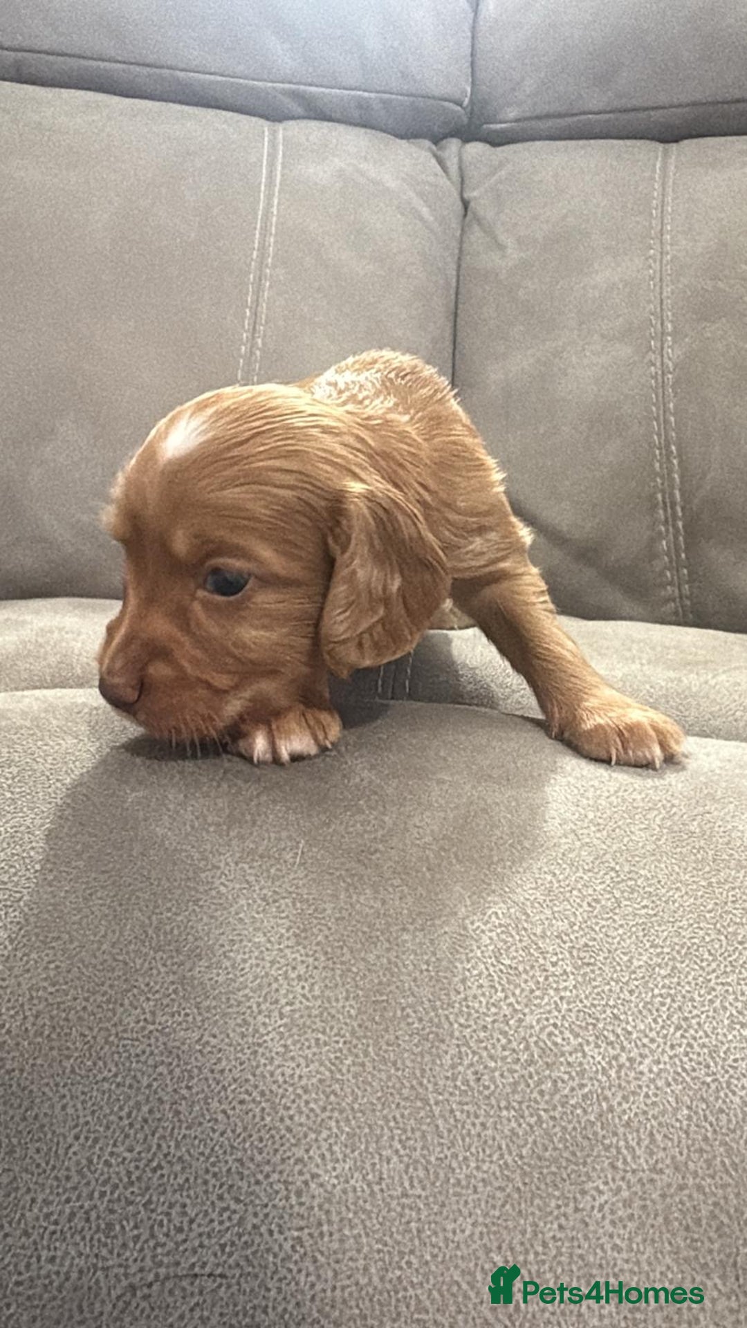 Cocker Spaniel dogs for sale: Fox Red Cocker Spaniel - Image 8