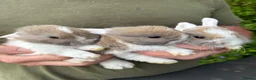 Mixed Breed rabbits for sale: Mini lops x Netherland dwarfs  in Haverfordwest - Advert 6