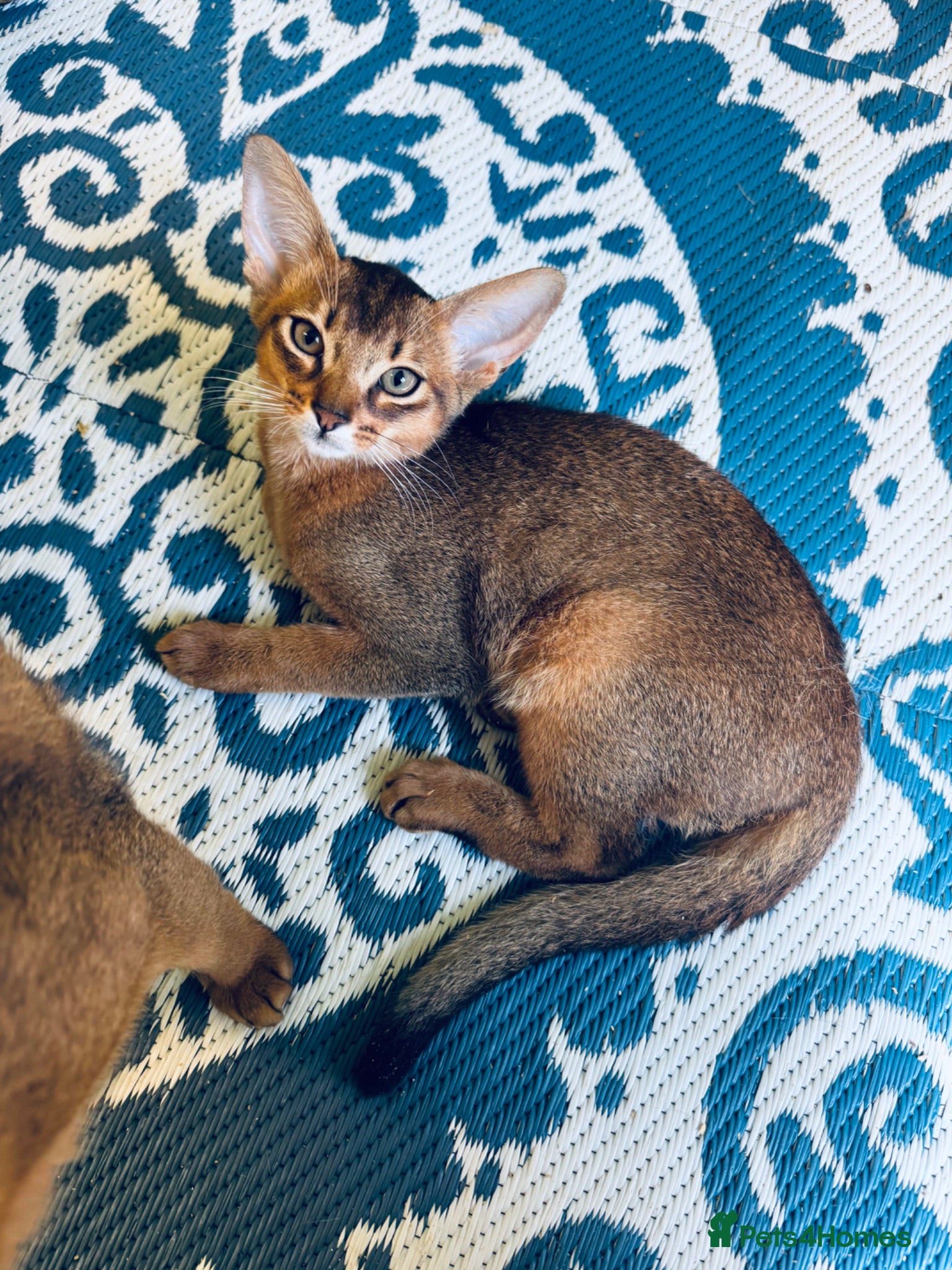 Abyssinian cats Last 2 boys ready to go!!! - Advert 2