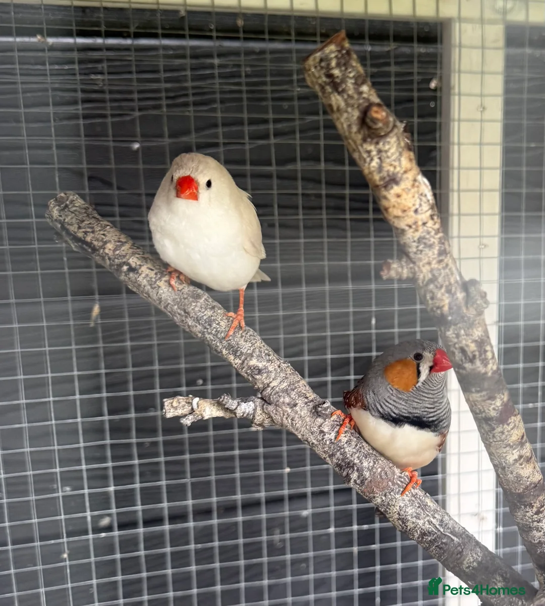 Finches birds for sale: Zebra Finches - 3 couples - Advert 1