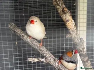 Finches birds Zebra Finches - various - Advert 2