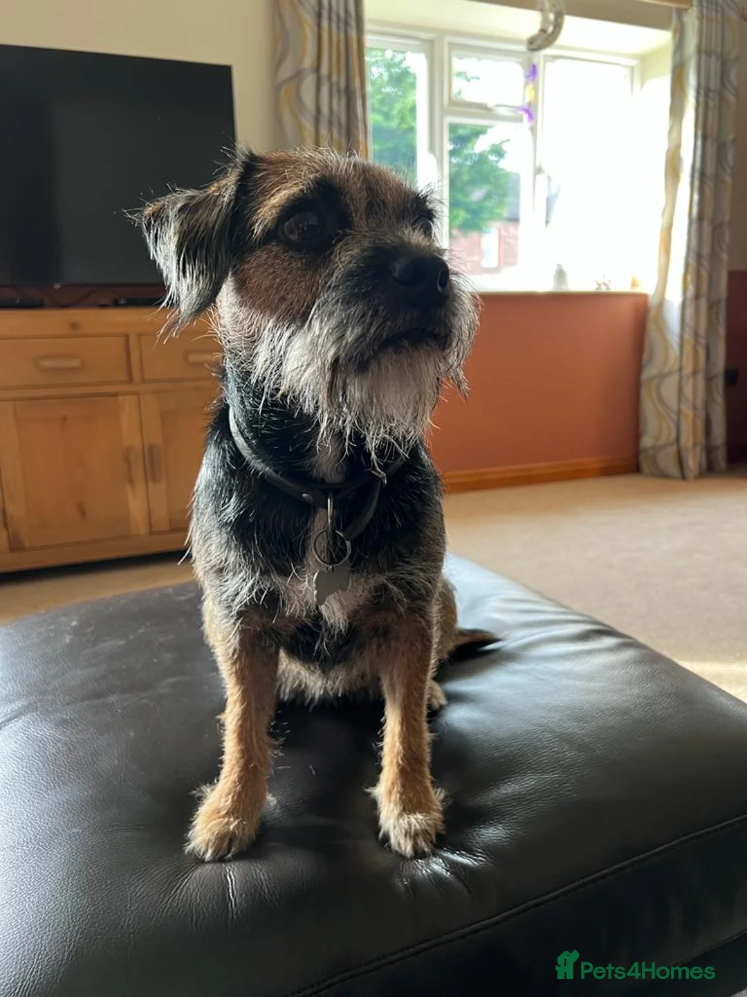 Border Terrier dogs for sale: Beautiful KC registered border terrier puppies  - Advert 2