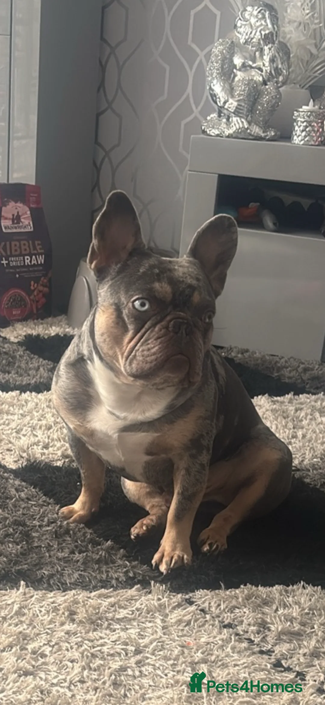 French Bulldog dogs for stud: Lilac merle wrapped in cream  - Advert 2