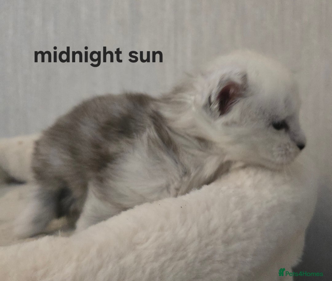 Maine Coon cats for sale: Maine Coon Kittens Black Shaded European Lines - Image 18