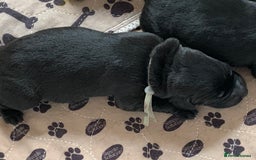 Labrador Retriever dogs for sale: KC registered black Labrador puppies - Image 6