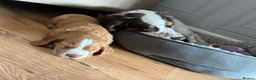 Cocker Spaniel dogs for sale: Chucky Spaniel Pups  - Advert 9