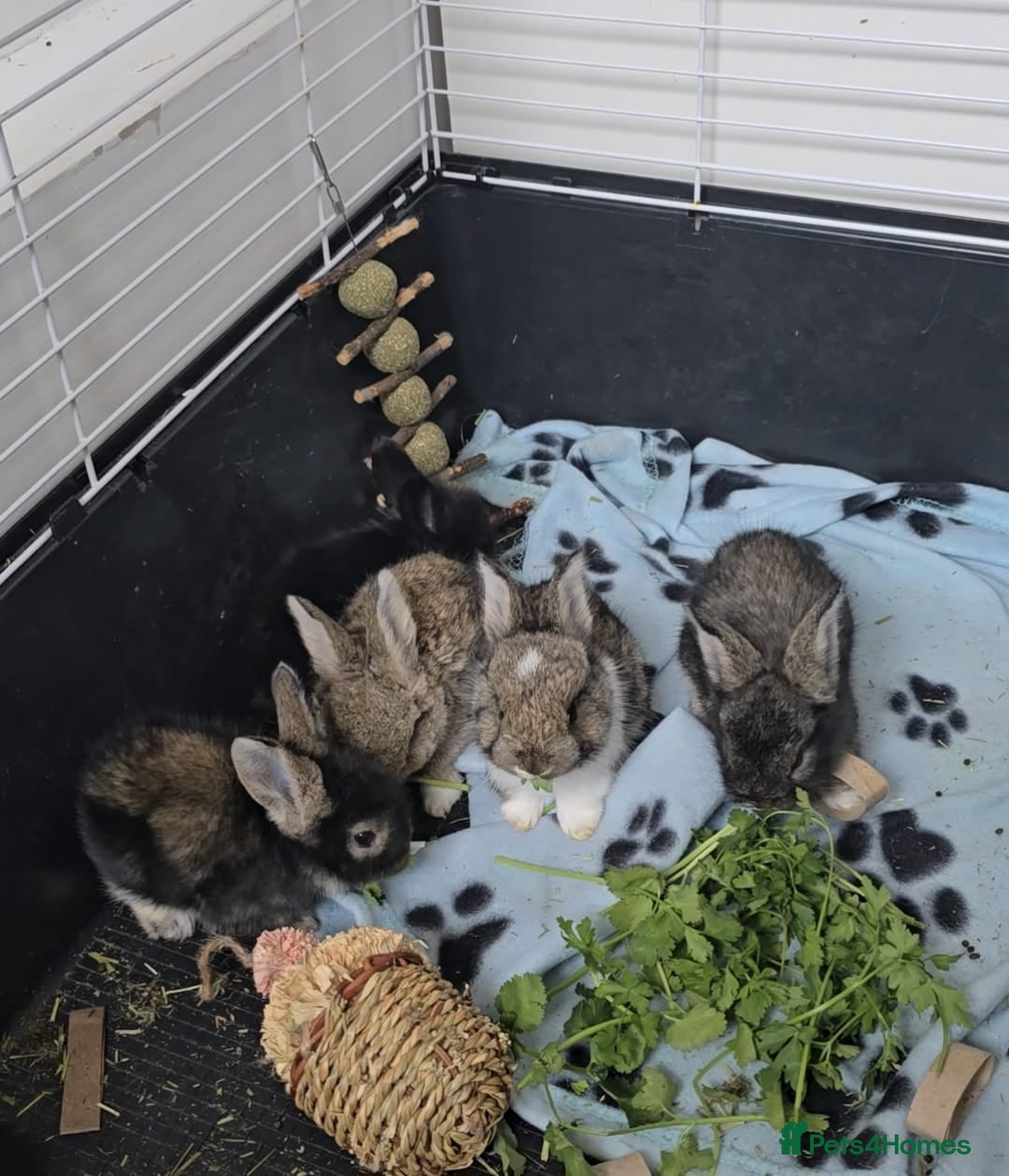 Angora rabbits ❤️Stunning full- face English Angora Babies❤️ - Advert 6