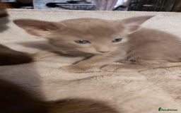 Oriental cats for sale: Full Pedigree Oriental 1 Kitten XL size ears GCCF - Image 39