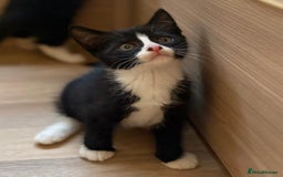 British Shorthair cats for sale: Gorgeous British Shorthair kittens! - Image 7