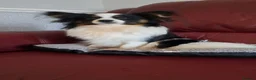 Papillon dogs for sale: Tiny papillon girl  - Advert 3