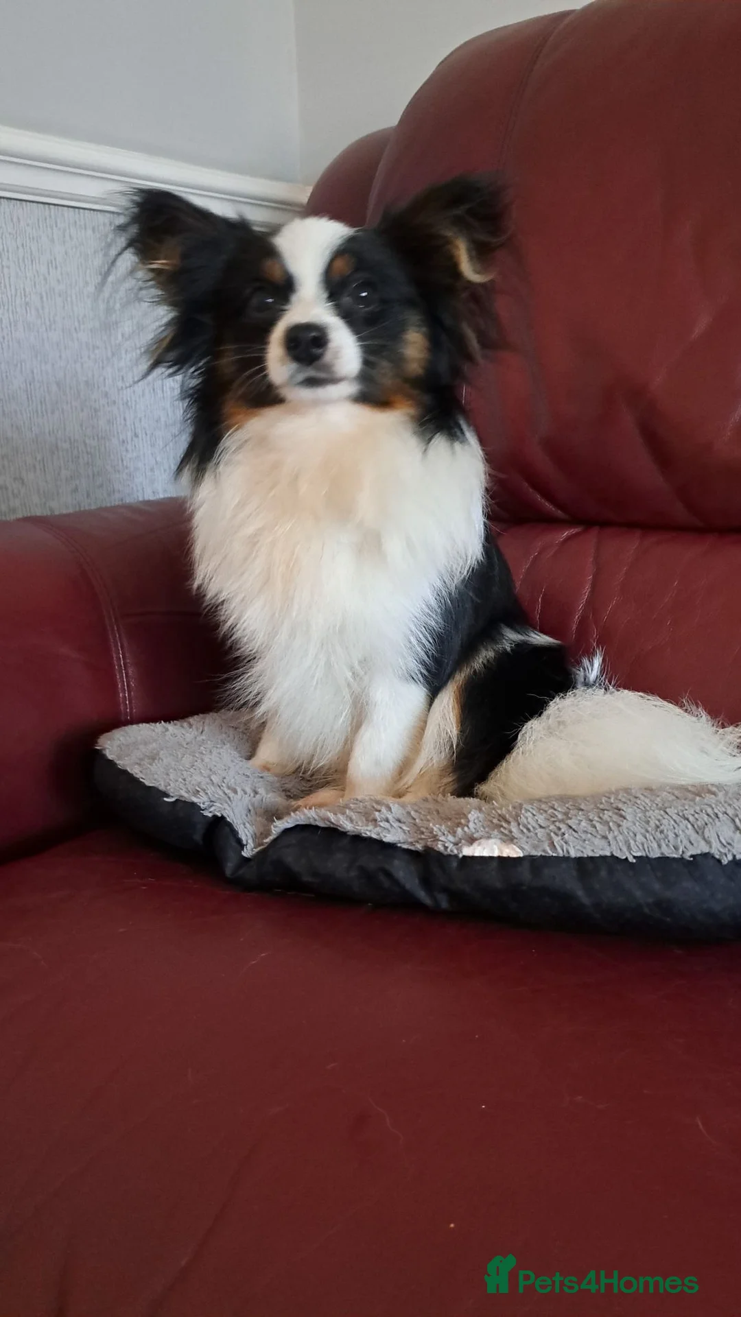 Papillon dogs for sale: Tiny papillon girl  - Advert 3