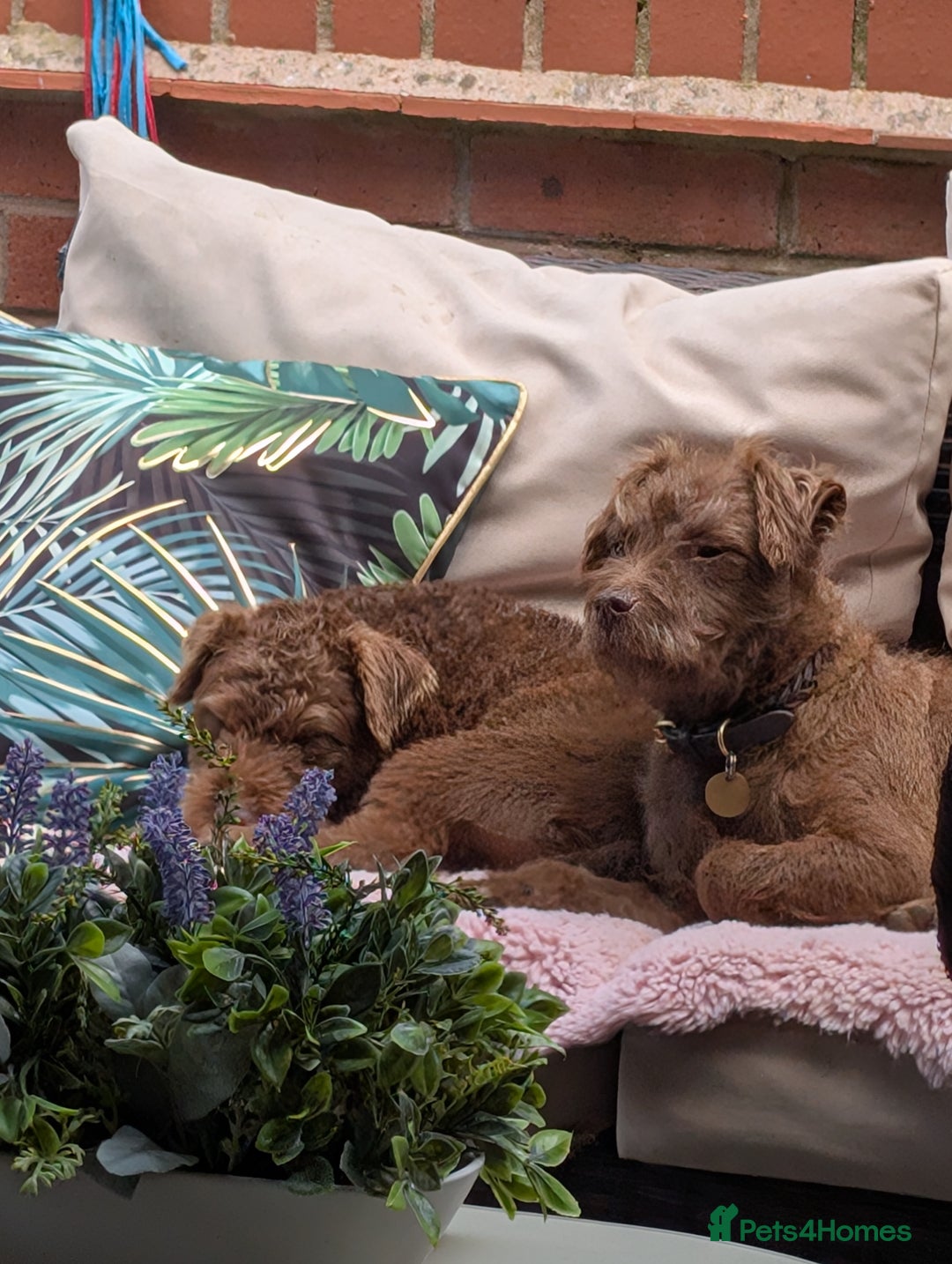 Patterdale Terrier dogs for sale: Fell Terrier bitch..  - Image 6