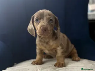 Miniature Dachshund dogs Miniature Dachshunds KC Registered - Advert 6