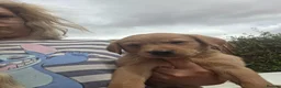 Goldador dogs for sale: Labrador x Golden Retrievers  - Advert 6