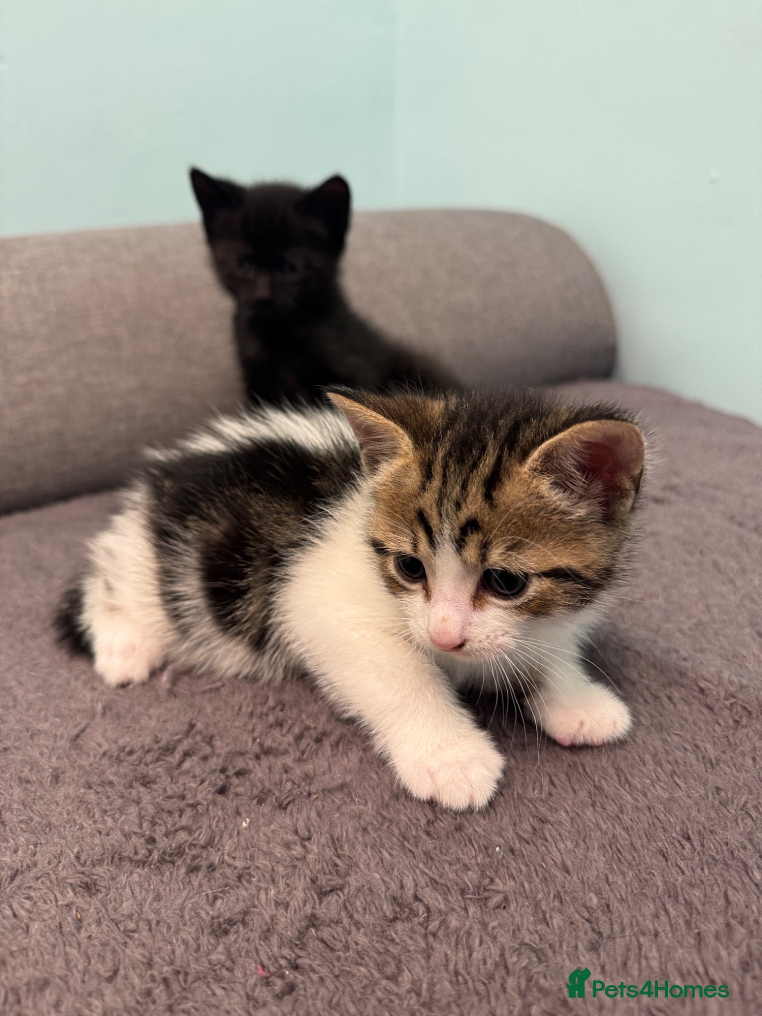 Mixed Breed cats for sale: Adorable Kittens Looking for Loving Homes 🐾 - Advert 3