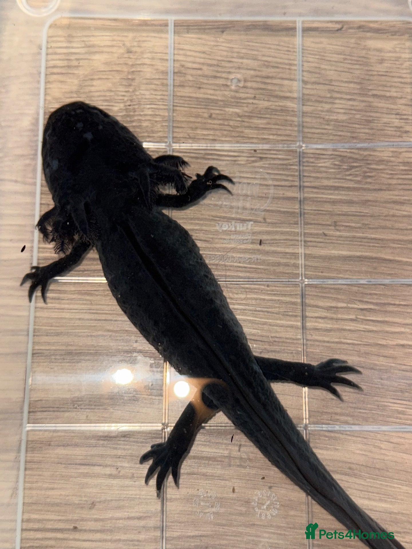 Axolotl reptiles Black melanoid axolotl  - Advert 1