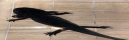 Axolotl reptiles for sale: Black melanoid axolotl  - Advert 1
