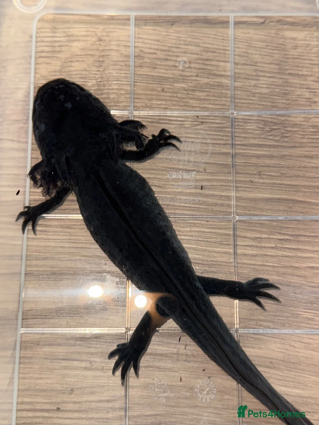 Axolotl reptiles for sale: Black melanoid axolotl  - Advert 1