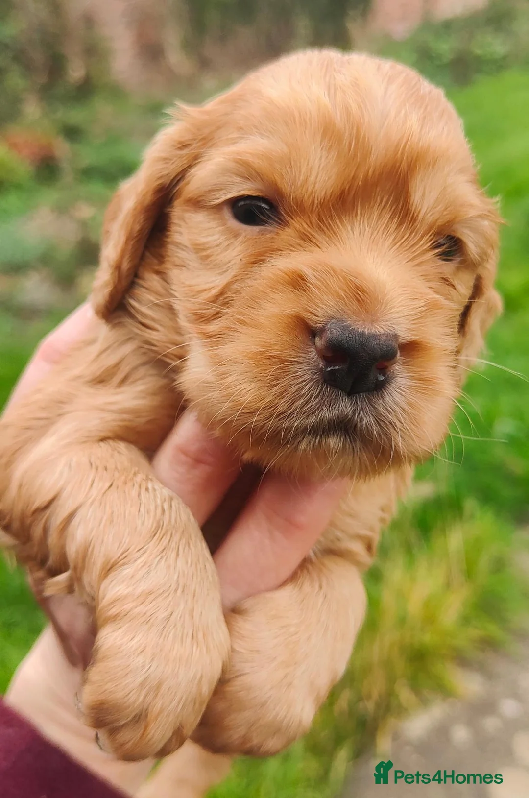Cocker Spaniel dogs for sale: Cocker spaniel puppies  - Advert 2