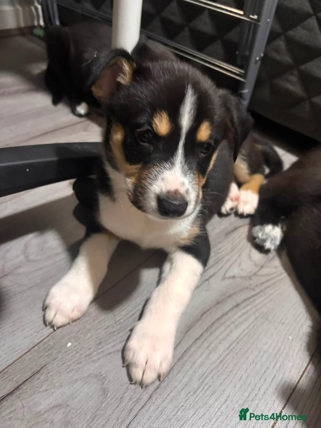 Mixed Breed dogs for sale: Staffie x Husky x Collie Puppies (4 Boys, 1 Girl) in Glasgow - Advert 34