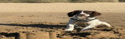 English Springer Spaniel dogs for sale: 9 month springer  - Advert 9