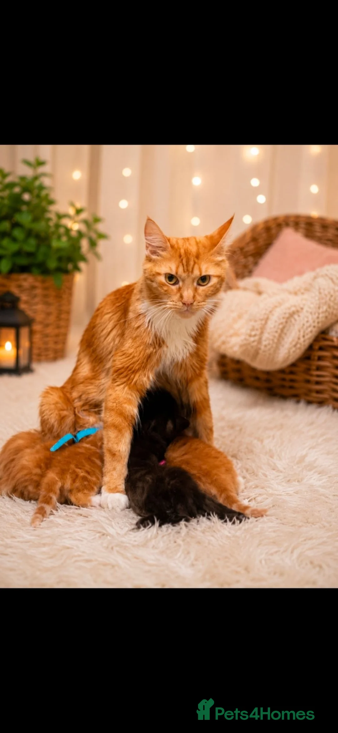 Mixed Breed cats for sale: Main Coon - Advert 2