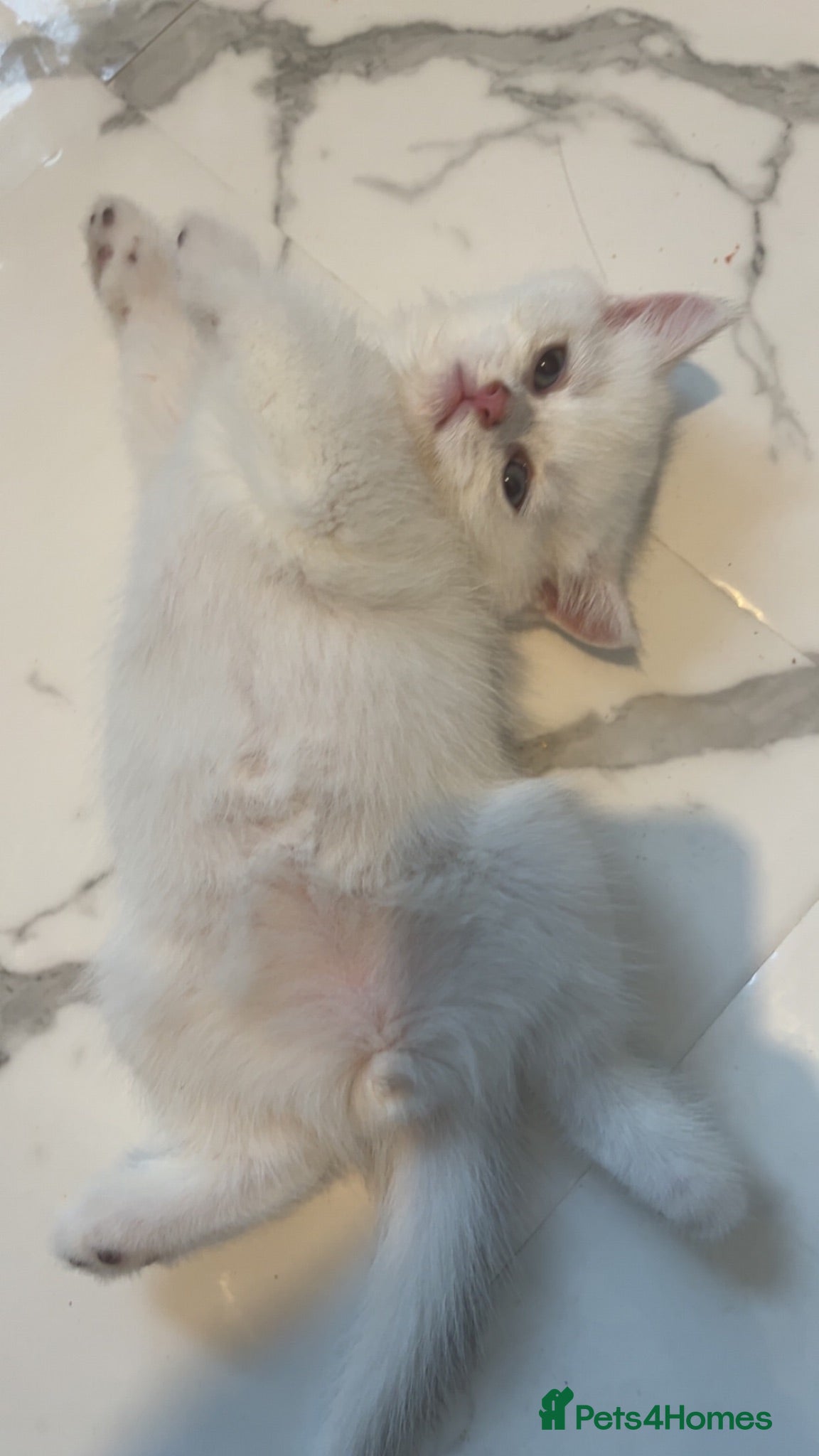 British Shorthair cats 5 bsh kitten ready naw to leave  😻🏡✨ - Advert 2
