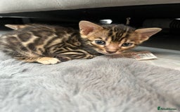 Bengal cats for sale: 💕 Adorable Rosetted bengal Kittens 💕 - Image 18