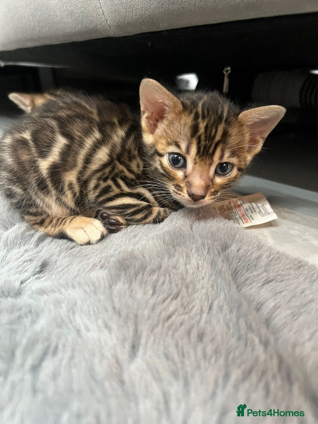 Bengal cats for sale: 💕 Adorable Rosetted bengal Kittens 💕 - Image 18