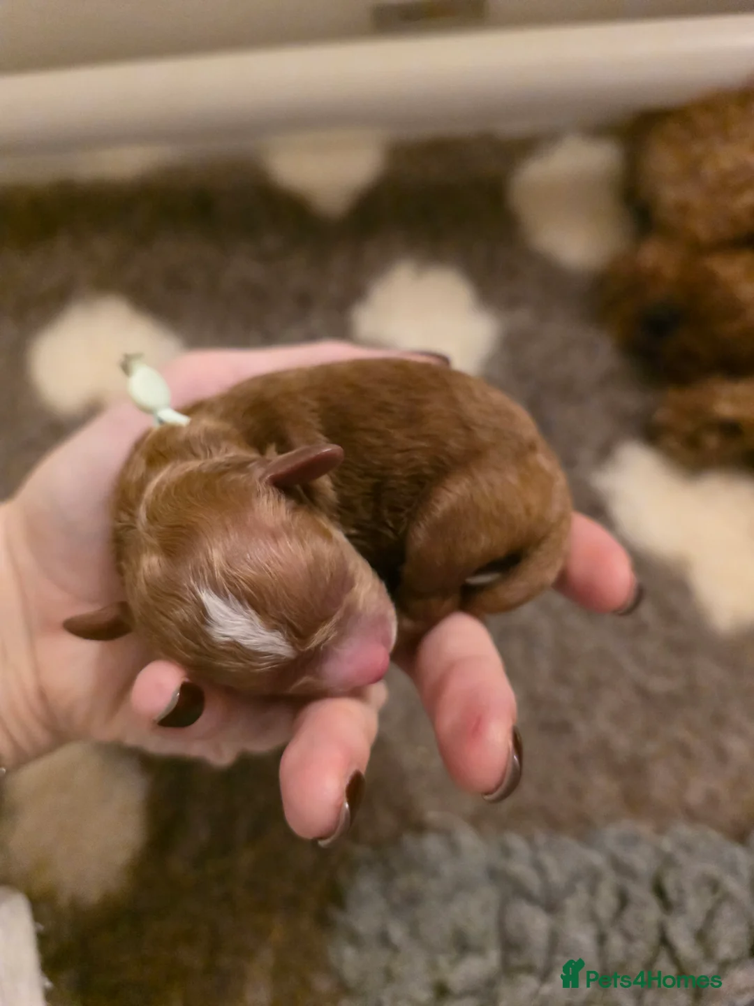 Cavapoo dogs for sale: Small F2 Cavapoo Puppies – Family Raised - Advert 5