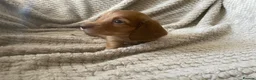 Miniature Dachshund dogs for sale: Qualiyy Miniature Long Haired Dachshunds in Bridgend - Advert 9