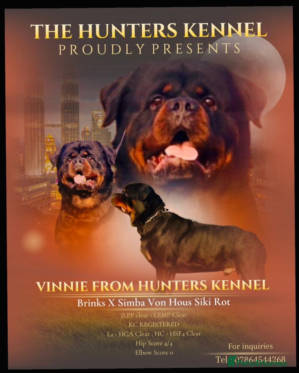 Rottweiler dogs Top quality health tested kc male German X serbian - Advert 15