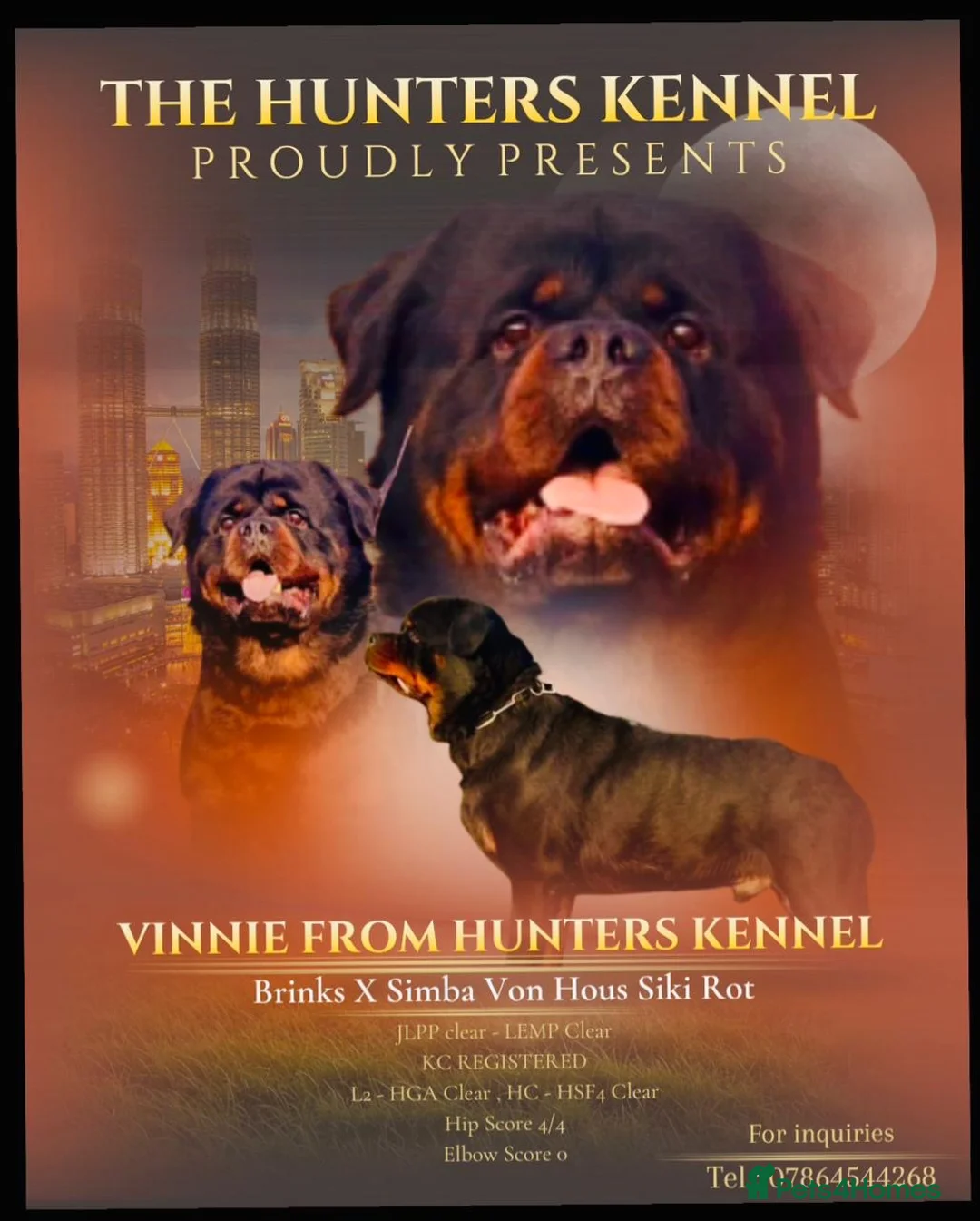 Rottweiler dogs for stud: Top quality health tested kc male German X serbian - Advert 1